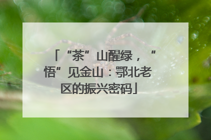 “茶”山醒绿，“悟”见金山：鄂北老区的振兴密码