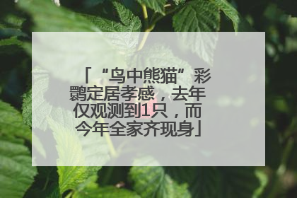 “鸟中熊猫”彩鹮定居孝感，去年仅观测到1只，而今年全家齐现身