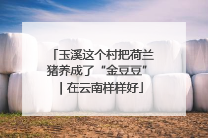玉溪这个村把荷兰猪养成了“金豆豆”｜在云南样样好