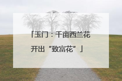 玉门：千亩西兰花开出“致富花”