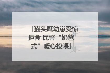 猫头鹰幼崽受惊拒食 民警“奶爸式”暖心投喂
