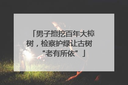 男子擅挖百年大樟树，检察护绿让古树“老有所依”