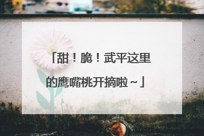 甜！脆！武平这里的鹰嘴桃开摘啦～