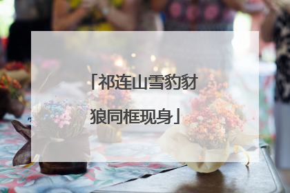 祁连山雪豹豺狼同框现身