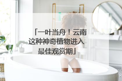 一叶当舟！云南这种神奇植物进入最佳观赏期
