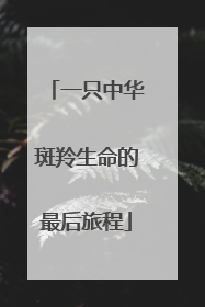 一只中华斑羚生命的最后旅程