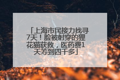 上海市民接力找寻7天！脸被射穿的狸花猫获救，医药费1天筹到四千多