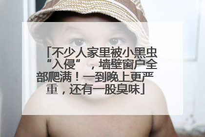 不少人家里被小黑虫“入侵”，墙壁窗户全部爬满！一到晚上更严重，还有一股臭味
