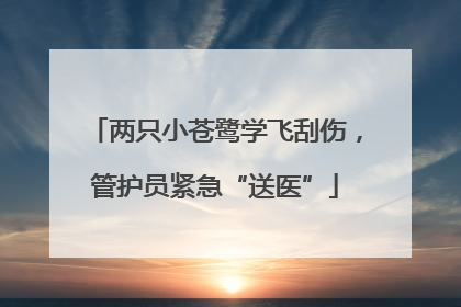 两只小苍鹭学飞刮伤，管护员紧急“送医”