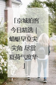 京城拍客今日精选｜蜻蜓早立尖尖角 尽赏夏荷气度华