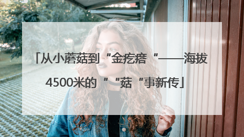 从小蘑菇到“金疙瘩“——海拔4500米的““菇“事新传