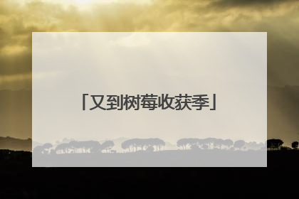 又到树莓收获季