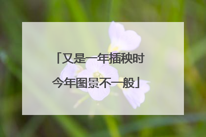 又是一年插秧时 今年图景不一般