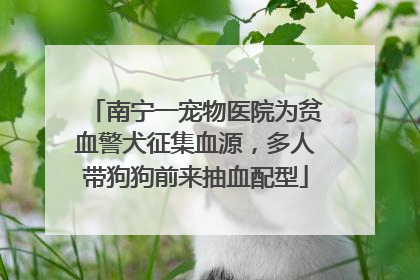 南宁一宠物医院为贫血警犬征集血源，多人带狗狗前来抽血配型