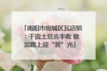 南阳市宛城区瓦店镇：千亩土豆喜丰收 致富路上迎“薯”光