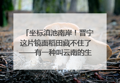 坐标滇池南岸！晋宁这片镜面稻田藏不住了——有一种叫云南的生活之365天