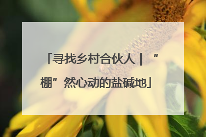 寻找乡村合伙人｜“棚”然心动的盐碱地