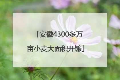 安徽4300多万亩小麦大面积开镰