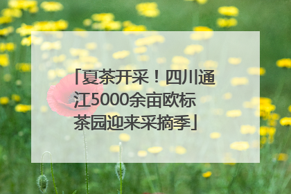 夏茶开采！四川通江5000余亩欧标茶园迎来采摘季