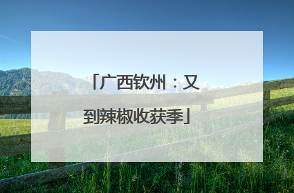 广西钦州：又到辣椒收获季