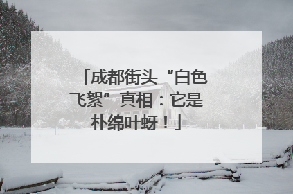 成都街头“白色飞絮”真相：它是朴绵叶蚜！