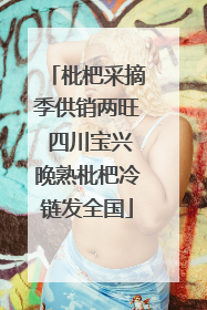 枇杷采摘季供销两旺 四川宝兴晚熟枇杷冷链发全国