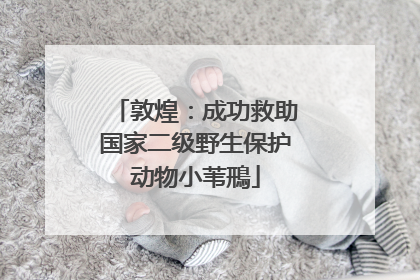 敦煌：成功救助国家二级野生保护动物小苇鳽