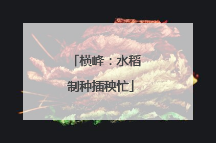 横峰：水稻制种插秧忙