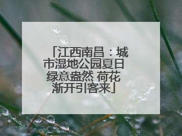江西南昌：城市湿地公园夏日绿意盎然 荷花渐开引客来