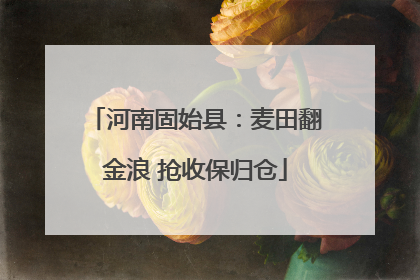 河南固始县：麦田翻金浪 抢收保归仓