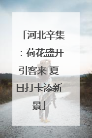 河北辛集：荷花盛开引客来 夏日打卡添新景