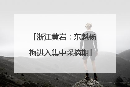 浙江黄岩：东魁杨梅进入集中采摘期