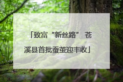 致富“新丝路” 苍溪县首批蚕茧迎丰收