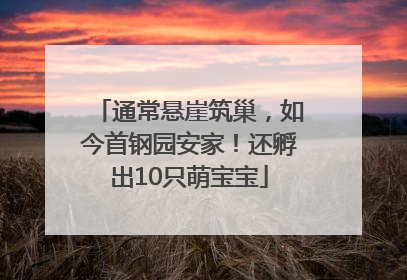 通常悬崖筑巢，如今首钢园安家！还孵出10只萌宝宝