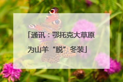 通讯：鄂托克大草原为山羊“脱”冬装