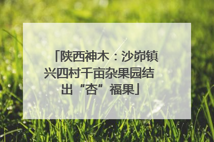 陕西神木：沙峁镇兴四村千亩杂果园结出“杏”福果