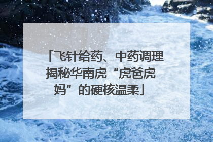 飞针给药、中药调理 揭秘华南虎“虎爸虎妈”的硬核温柔
