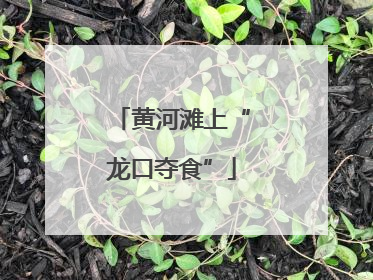 黄河滩上“龙口夺食”