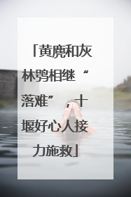 黄麂和灰林鸮相继“落难”，十堰好心人接力施救